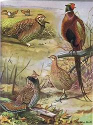 Heidehuhn, Ringfasan, Östliches Haubenhuhn