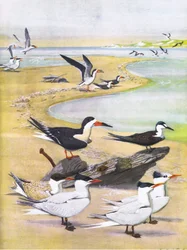 Illustration aus Die Naturgeschichte der amerikanischen Vögel von Ost- und Zentral-Nordamerika, veröffentlicht von Bramhall House, ca. 1970