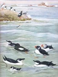 Illustration aus Die Naturgeschichte der amerikanischen Vögel von Ost- und Zentral-Nordamerika, veröffentlicht von Bramhall House, ca. 1970