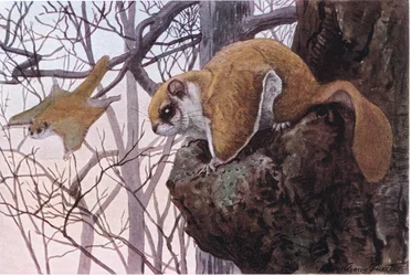 Südlicher Flughörnchen hat Gleitmembranen