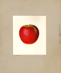 Apfel (Malus domestica: Nr. 57)