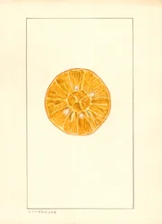 Orange (Citrus sinensis)