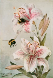 Bienen und Lilien, Illustration aus 