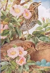 Singdrosseln mit Nest, Illustration aus 