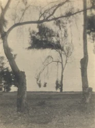 Landschaft mit Bäumen