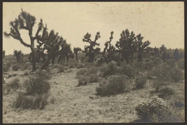 Mojave-Wüste