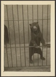[Faultierbär im Käfig]