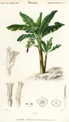 Banane, Musa acuminata