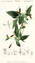 Manettia luteorubra (Stich)