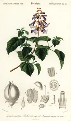Kaiserbaum, Paulownia tomentosa