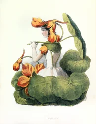 Allegorie, die Kapuzinerkresse
