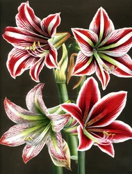 AMARYLLIS HIPPEASTRA (Gravur)