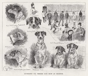 Southdown Fox Terrier Club Show in Brighton