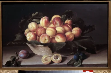 Stillleben mit Aprikosen. Korb mit Aprikosen und Pflaumen im Vordergrund