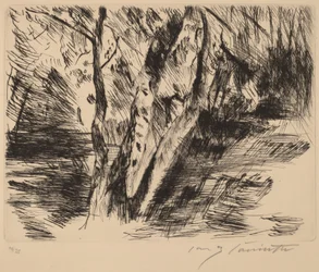 Birkenstämme im Tiergarten