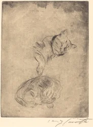 Katzenstudie