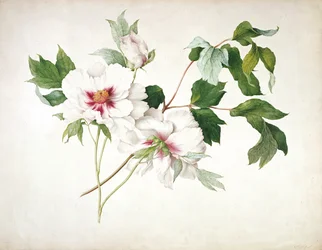 Japanische Baum-Pfingstrose (Paeonia suffructicosa), 1815