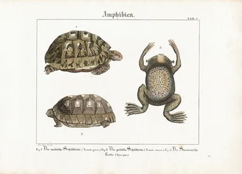 Amphibien: Griechische Landschildkröte, Rotfußschildkröte und Surinamkröte