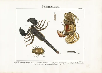 Gliederfüßer: Skorpion, Krabbe und andere Gliederfüßer
