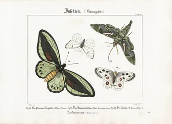 Schmetterlinge und der Oleander-Falke