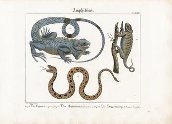 Leguan, Chamäleon und Klapperschlange