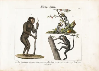 Primaten: Orang-Utan, Gewöhnlicher Marmoset und Spinnenaffe