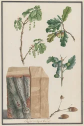 Studien der Blüten, Früchte und des Stammes einer Englischen Eiche Quercus robur, 1788