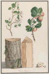 Studien des Stammes, der Blüten und Früchte eines wilden Apfelbaums Malus sylvestris