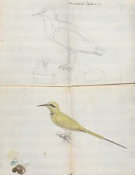 2 Vögel "Aroust el Bahar"