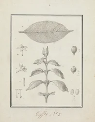 Coffea arabica L. (Arabica-Kaffee): fertige Zeichnung eines belaubten Triebs, mit Details von Blumen, Blättern und Früchten