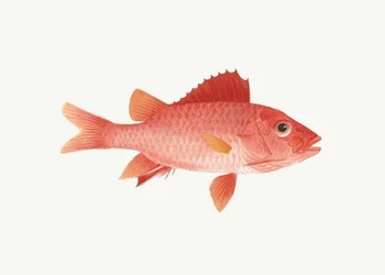 Fisch