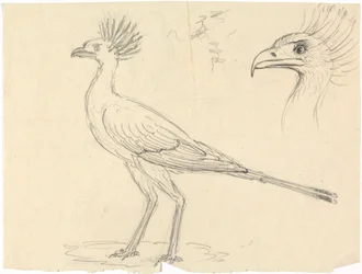 Sekretärvogel