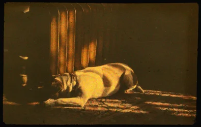 Farbfotografie eines schlafenden Hundes im Sonnenlicht mit Autochrome Lumière und einer 35-mm-Kamera...