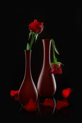Frische und verwelkende Rosen