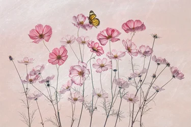 Rosa Kosmeen und Schmetterling