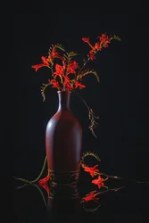 Leuchtend rotes Stillleben