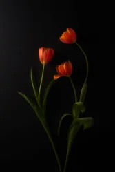 Leuchtende Tulpen vor dunklem Hintergrund