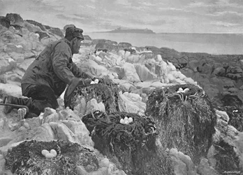 Kormorannester, Farne-Inseln, ca. 1896
