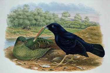 Ptilonorhyncus Violaceus, Satinlaubenvogel