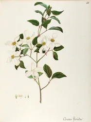 Blühender Hartriegel (Cornus florida), Cornaceae, kleiner Baum oder Strauch, heimisch in Nordamerika