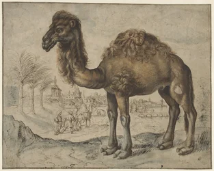 Dromedar in einer östlichen Landschaft mit einer Stadt