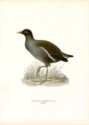 Teichhuhn
