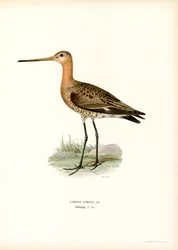 Uferschnepfe