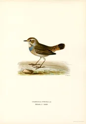 Blaukehlchen