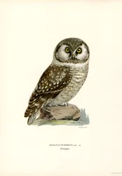 Rauhfußkauz