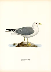 Sturmmöwe