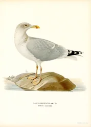 Silbermöwe
