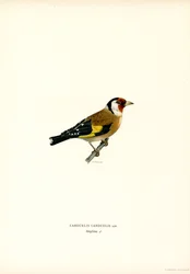 Stieglitz (Farblithographie)
