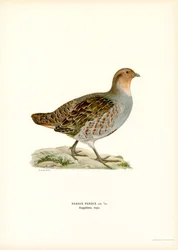 Rebhuhn