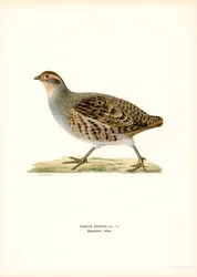 Rebhuhn